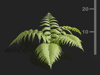 Lush Green Fern Plant With Feathery Fronds And Detailed Leaf Structure On Black Background 3d model