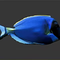 Vibrant Blue Fish With Yellow Green Edges And Black Eyes On Dark Background With Reflection