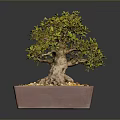 Decorative Bonsai Plant With Exposed Roots Green Foliage And Yellow Pebbles In Square Clay Pot