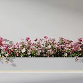 Blooming Pink And White Flowers In White Rectangular Planter Against Light Wall 3d model