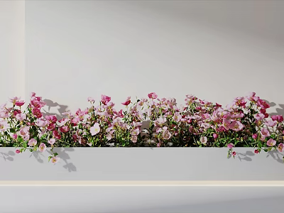 Blooming Pink And White Flowers In White Rectangular Planter Against Light Wall 3d model
