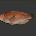 Vibrant Red Fish With Bright Scales Yellow Fins Blue Tail And Reflection On Dark Background