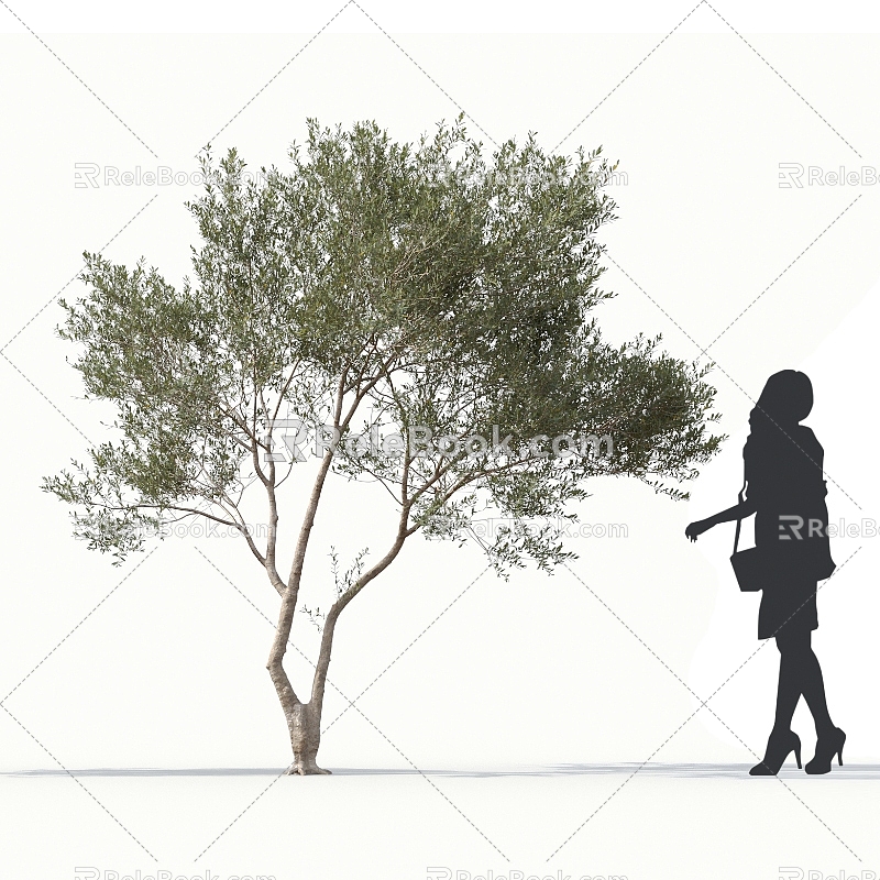 Olive Tree Olive Street Trees Roadside Trees Community Greening Big Olive Trees 3d model