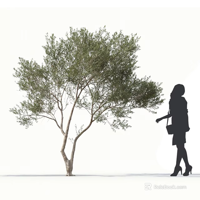 Olive Tree With Lush Green Foliage And Female Silhouette Walking In Outdoor Setting 3d model 