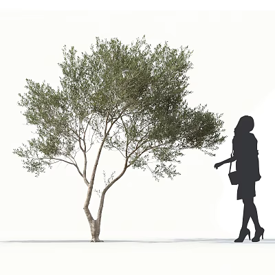 Olive Tree With Lush Green Foliage And Female Silhouette Walking In Outdoor Setting 3d model