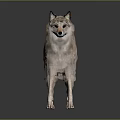 3D Modeled Wolf Game Movie Character With Detailed Brown Fur Standing Pose