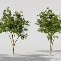 Tree Pit With Two Green Leafy Trees And Trunks Casting Gray Shadows 3d model