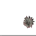 Vibrant Red and Green Succulent Plant with Rosette Shaped Fleshy Decorative Leaves