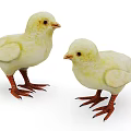 Adorable Yellow Young Birds Standing Together With Soft Feathers And Orange Claws Looking Cute