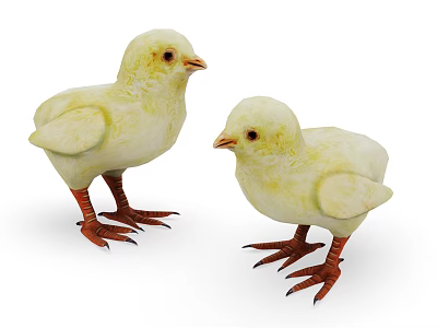 Adorable Yellow Young Birds Standing Together With Soft Feathers And Orange Claws Looking Cute 3d model