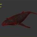 Realistic 3D Whale Model with Detailed Body Fins and Dark Background