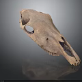 Detailed Animal Skull Skeleton with Anatomical Structure and Fossil Teeth Features