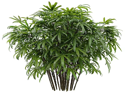 Lush Green Shrub with Dense Healthy Leaves and Multiple Thin Strong Stems 3d model