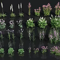 Various Colorful Flowers And Plants With White Pink Purple Blooms And Green Leaves Neatly Arranged