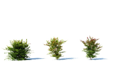 modern shrub hedge plant 3d model