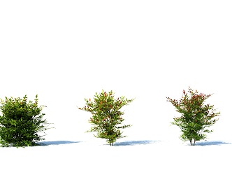 modern shrub hedge plant 3d model