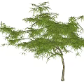 Elegant Arbor With Lush Green Foliage And Slender Trunk For Garden Landscaping