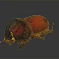 Vibrant Red Beetle With Black Horns And Detailed Legs On Gray Background