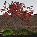 Vibrant Red Maple Tree With Colorful Leaves Woven Bamboo Fence Stone Lantern Green Ferns