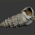 Intricate Spiral Shell Sculpture Carving With Textured Surface And Natural Color Patterns