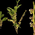 Fresh Plant Branches With White Flowers Green Leaves And Small Buds