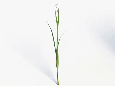 Green Grass With Slender Leaves And Single Stem On White Background 3d model