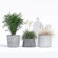 Three Leafy and Grassy Potted Plants in Cement Planters for Indoor Decorative Greenery