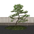 Pinus mountain tree tree modeling tree 3d model