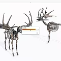 High Quality Medical Anatomical Animal Skeleton Models For Educational Devices