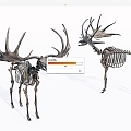 Modern Skeleton Giant Deer Skeleton 3d model