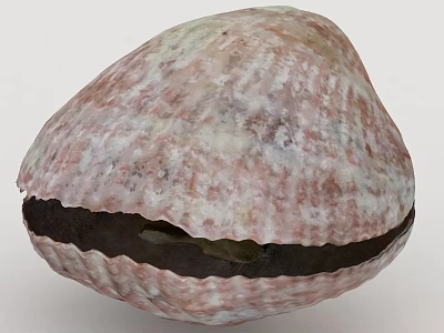 Open Natural Seashell With Detailed Pink White Textured Surface Closeup View 3d model