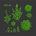 Vibrant Green Plants Featuring Various Sizes Shapes and Lush Leaves on Dark Background