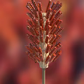 Red Grilled Shrimp Skewers Arranged On Bamboo Sticks For Serving