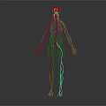 Detailed 3D Visualization of Human Skeleton and Nervous System Structure