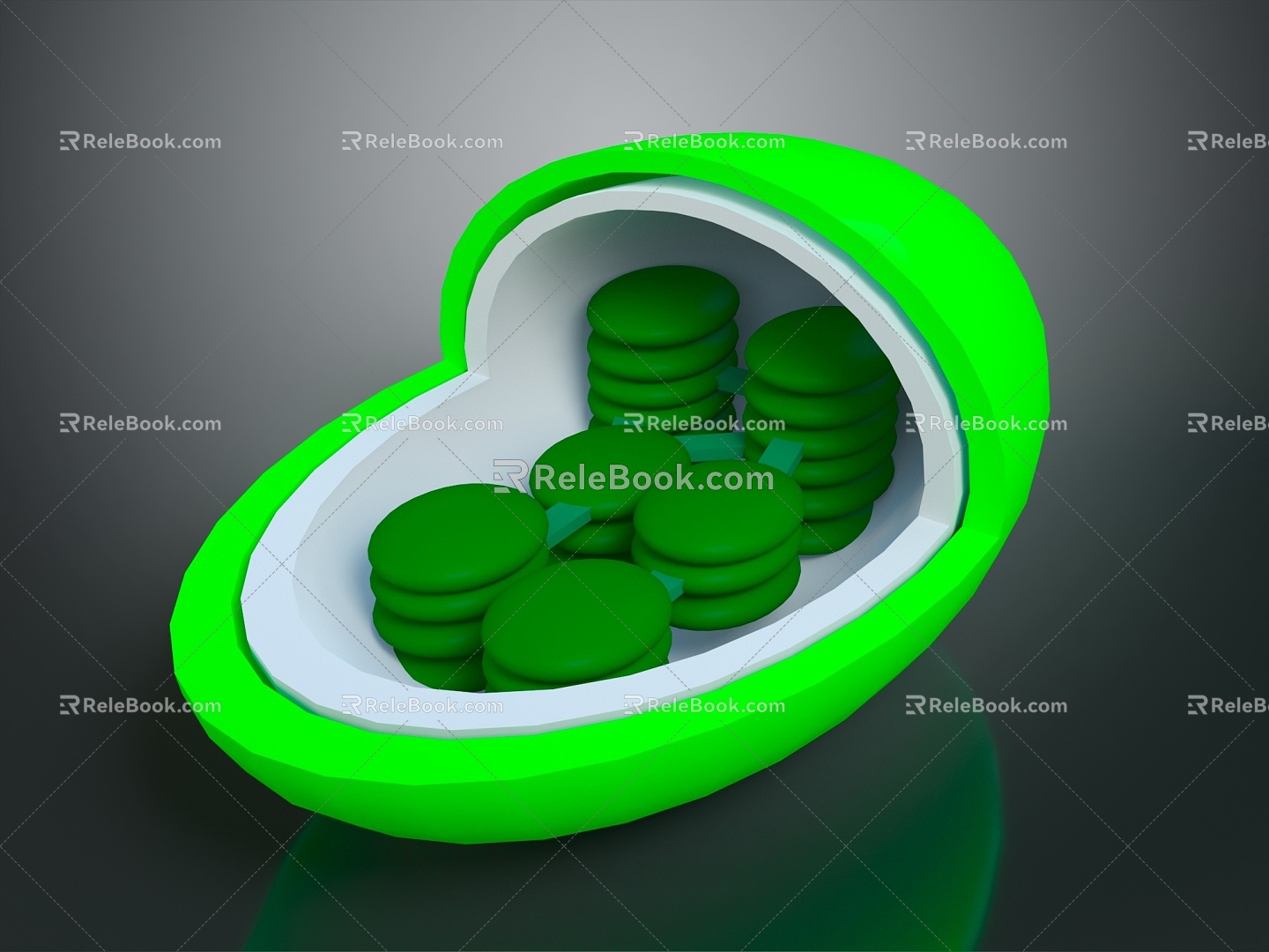 Bacteria Eukaryotic cell Cross section Cell Cell structure Cell tissue Anatomical organ 3d model