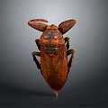 Large Brown Beetle With Prominent Antennae Shiny Exoskeleton And Dark Background View