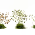 Various Ornamental Grasses With Green Foliage And Spikelet Flowers Against White Background