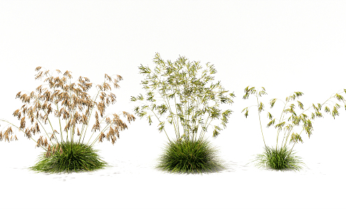 Modern Plant Flowering Grass Rice Ear Wheat Shrub Floriculture Flowers 3d model