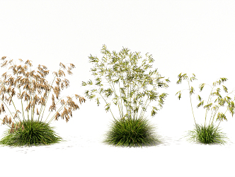 Modern Plant Flowering Grass Rice Ear Wheat Shrub Floriculture Flowers 3d model