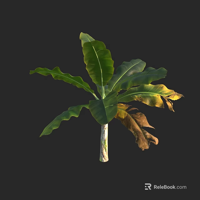 Tropical Arbor with Large Green Leaves and Yellowish Brown Edges on Trunk 3d model 