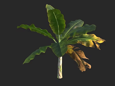 Tropical Arbor with Large Green Leaves and Yellowish Brown Edges on Trunk 3d model