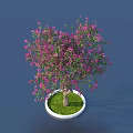 Arbor with Pink Flowers in Round White Pot and Green Grass on Dark Blue Background