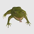 Playful Green Frog With Cheerful Expression Sticking Out Tongue