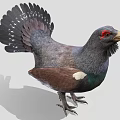 Grouse Bird With Dark Feathers Red Eye Green Chest And White Spots On Tail