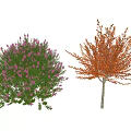 Two Arbor Trees Featuring Pink Flowers Green Leaves And Orange Foliage With Slender Trunks