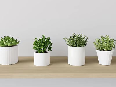 Four Bonsai Potted Plants In White Pots On Wooden Shelf With Green Foliage 3d model