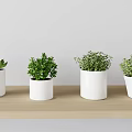 Four Bonsai Potted Plants In White Pots On Wooden Shelf With Green Foliage
