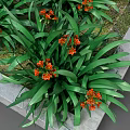 Vibrant Orange Flowers With Lush Green Leaves In Natural Garden Setting
