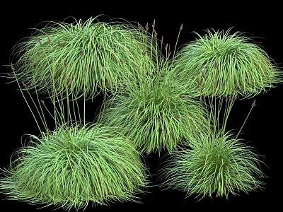 Green ornamental grasses featuring slender leaves and fluffy spherical form for landscape decor 3d model