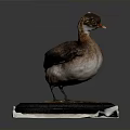 Small Brown Water Bird Model Standing On Orange Black Base With White Cloth